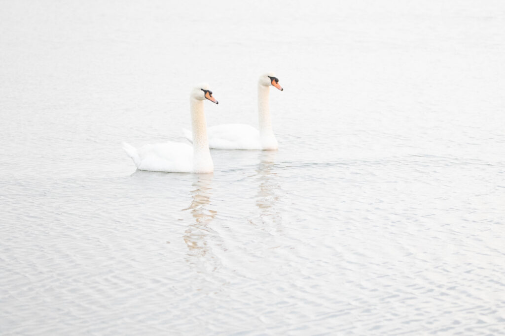 Cygne tuberculé - Canet en Roussillon - Décembre 2023