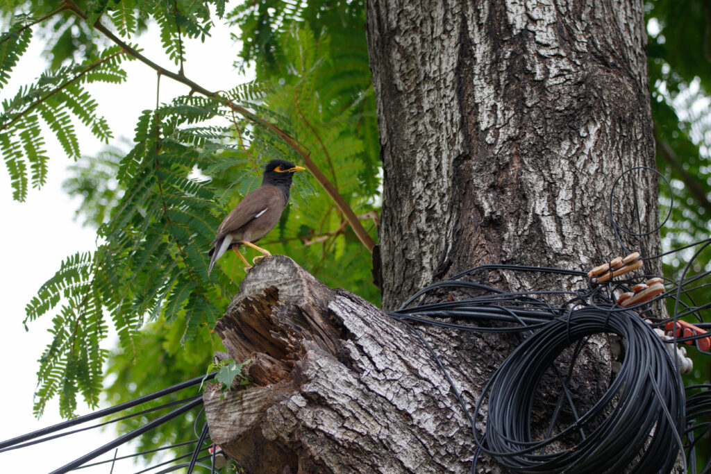 Martin triste - Common Myna