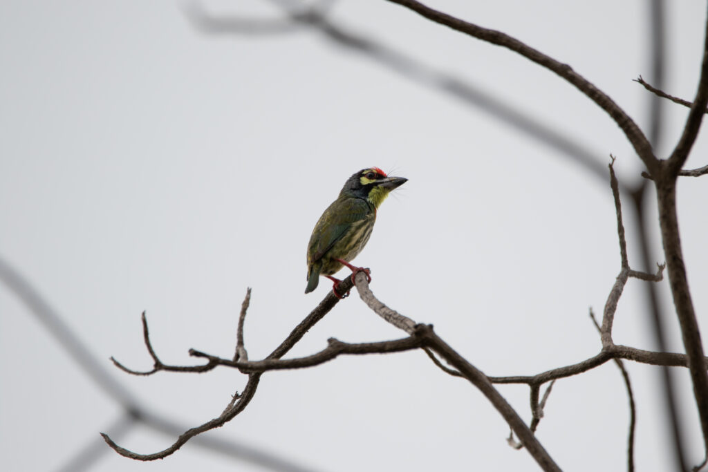 Barbu à plastron rouge - Coppersmith Barbet