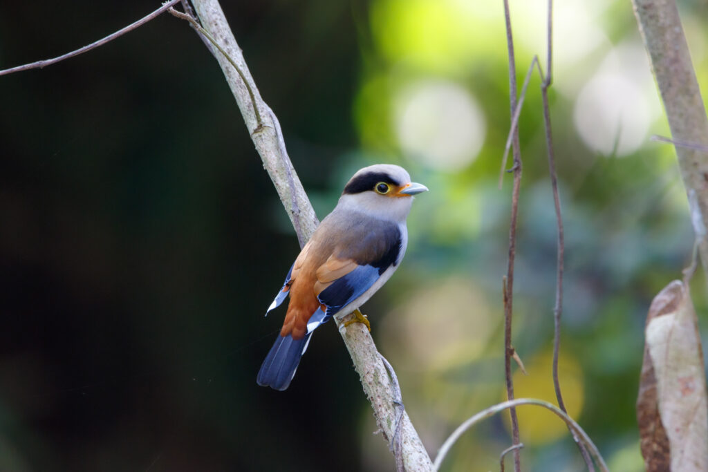 Eurylaime de Gould - Silver-breasted Broadbill