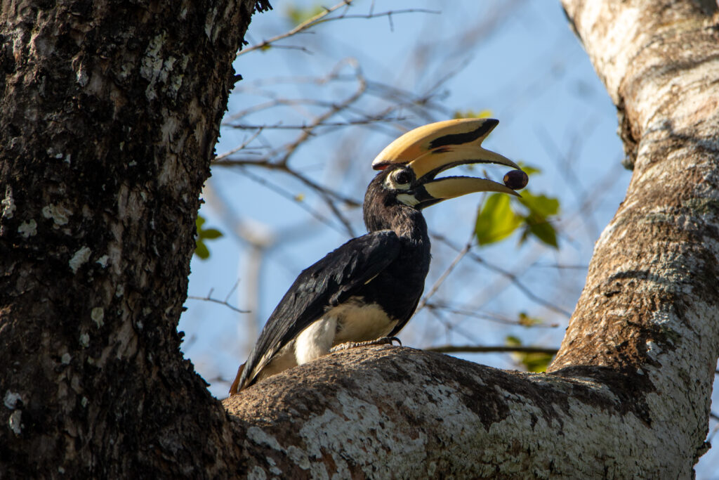 Calao pie - Oriental-pied Hornbill