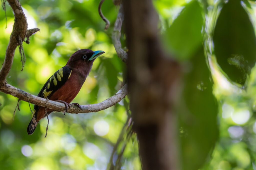 Eurylaime de Horsfield - Banded Broadbill