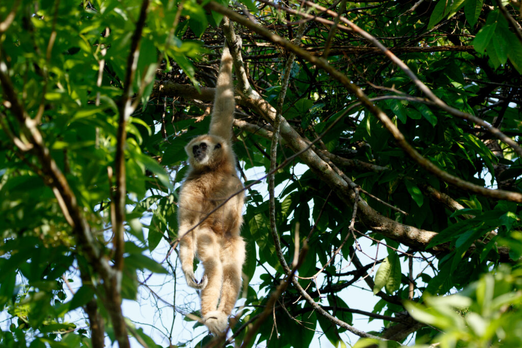 Gibbon à mains blanches