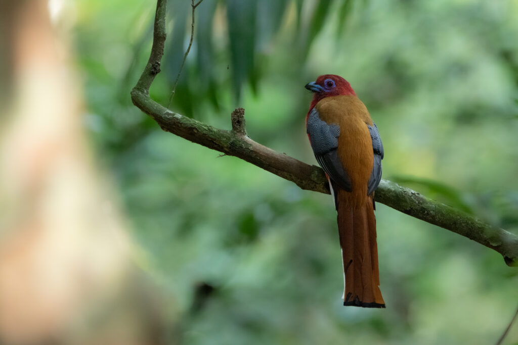 Trogon à tête rouge 2 - Red headed Trogon