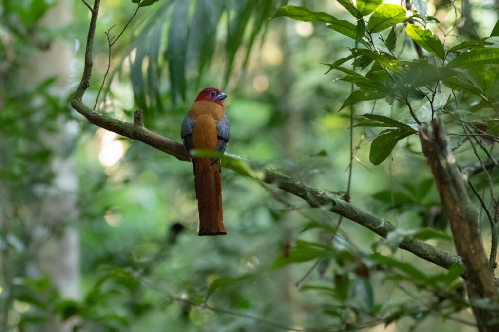 Trogon à tête rouge - Red headed Trogon