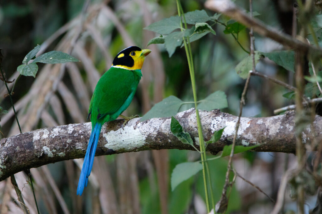 Eurylaime Psittacin - Long-tailed Broadbill