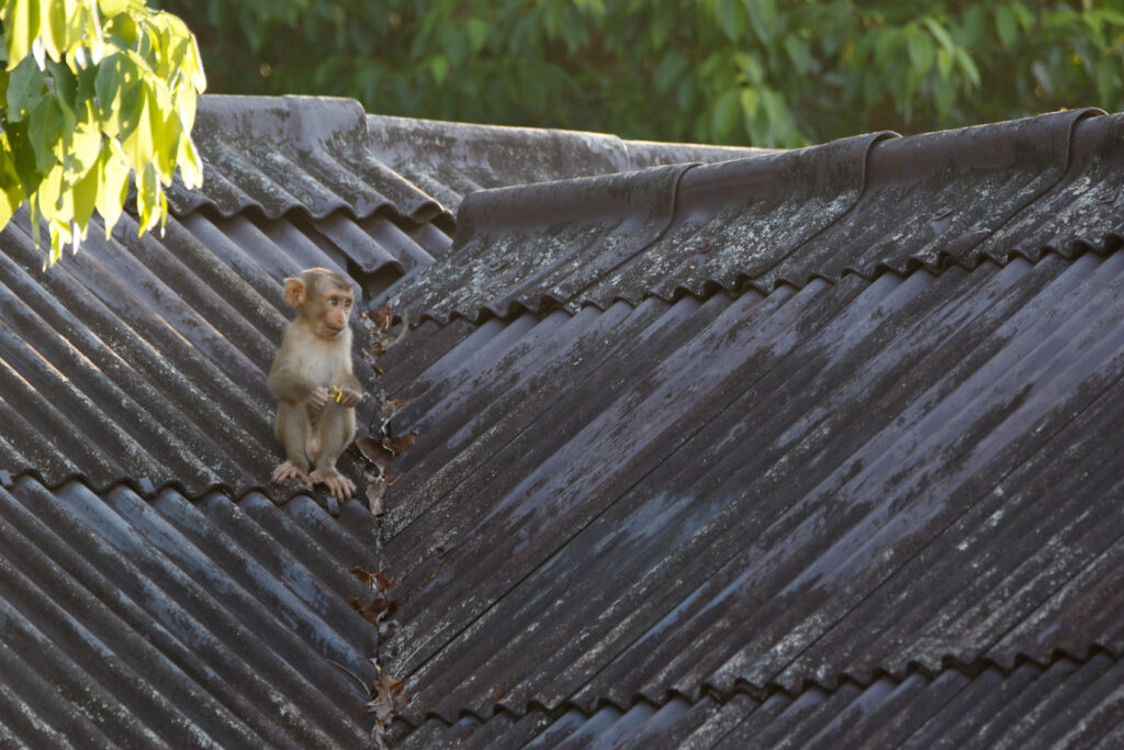 Jeune macaque