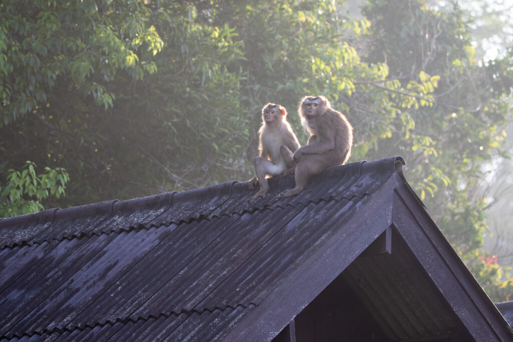 Couple de macaques sur le bungalow