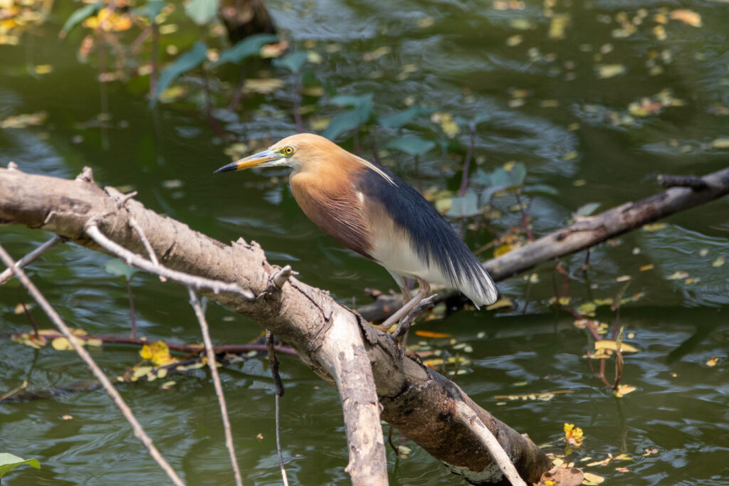 Crabier malais - Javan Pond Heron