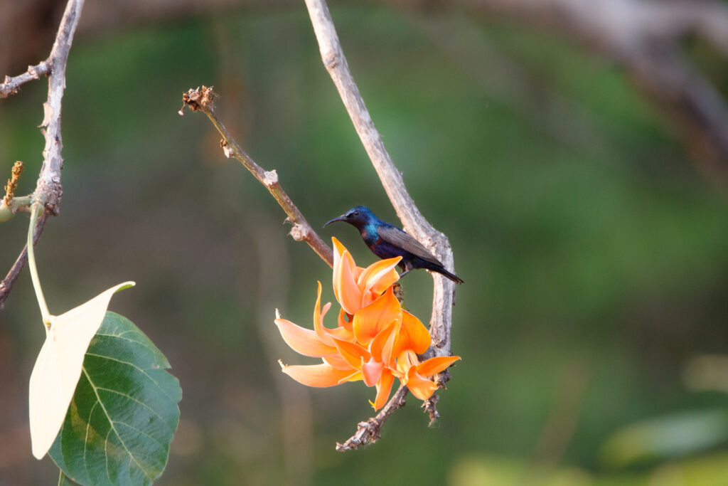 Souimanga asiatique - Purple sunbird