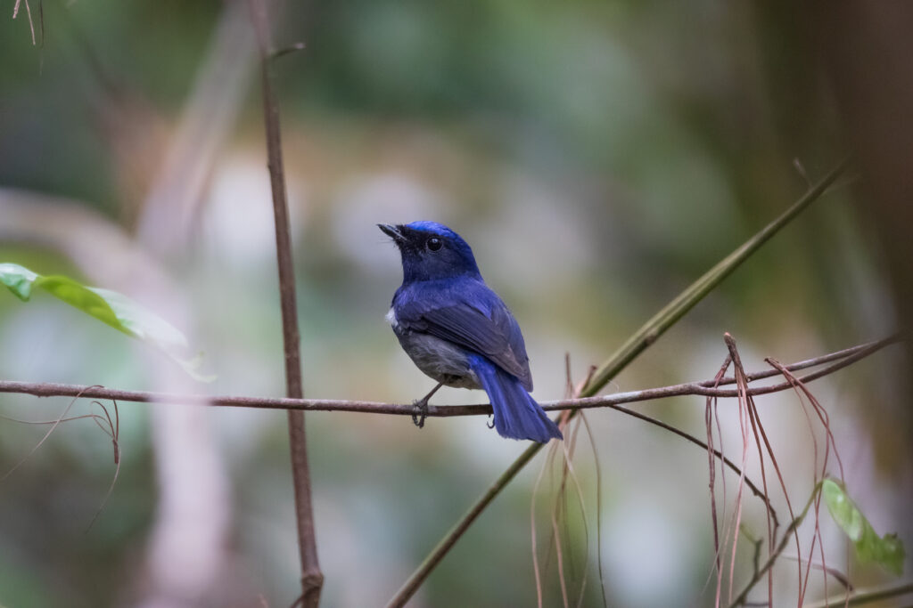 Petit Niltava - Small Niltava