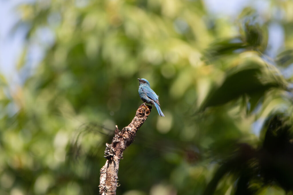 Gobemouche vert-de-gris - Verditer Flycatcher