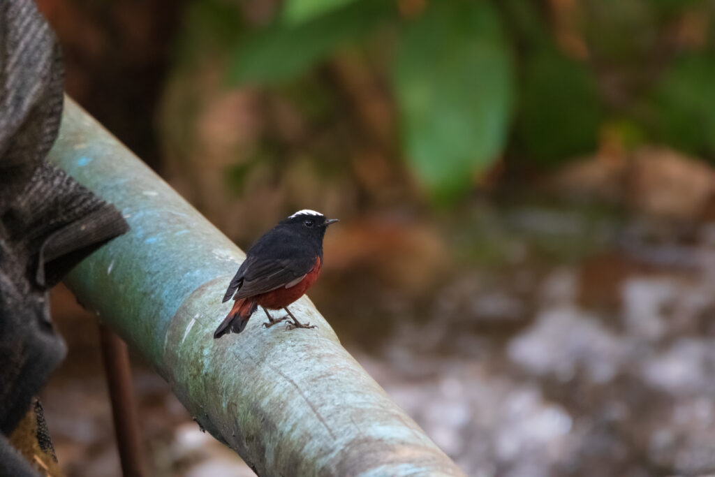 Torrentaire à calotte blanche - White-capped water-redstart