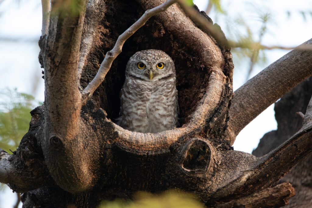 Chevêche brame - Spotted owlet