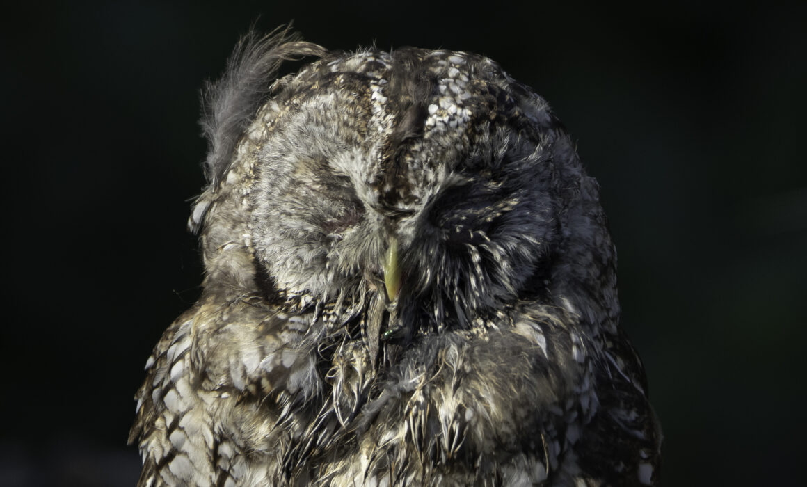 Chouette hulotte - Plaine du Roussillon - 2021