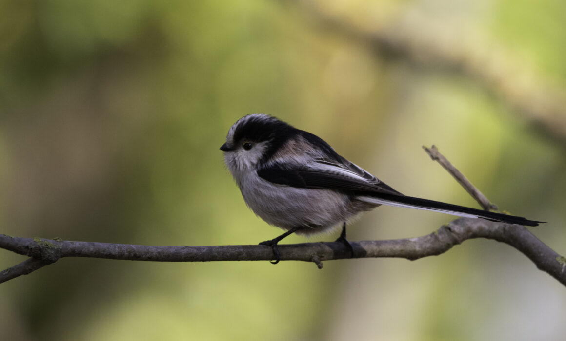 Orite à longue queue - Maison de la Nature - 2021