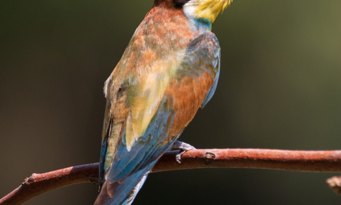 Guêpier d'Europe - Hérault - Juillet 2022