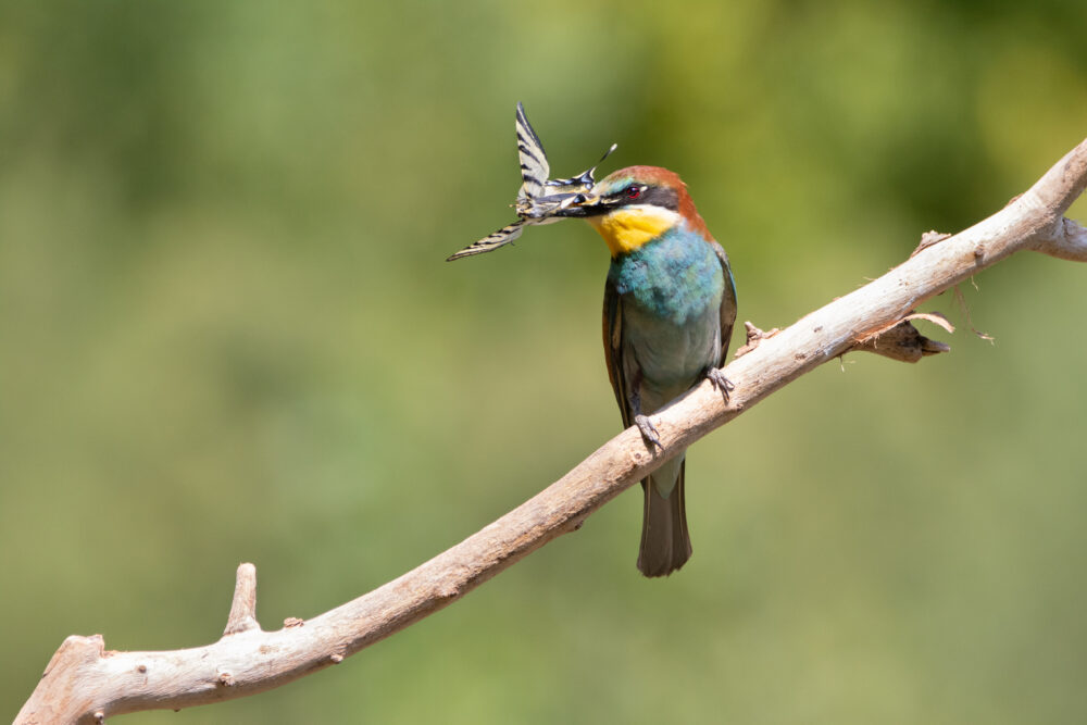 Guêpier d'Europe & Machaon - Hérault - Juillet 2022