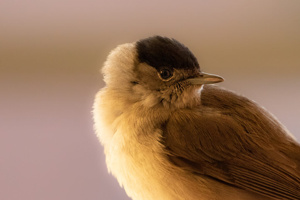 Fauvette à tête noire (Sylvia atricapilla - Eurasian Blackcap)
