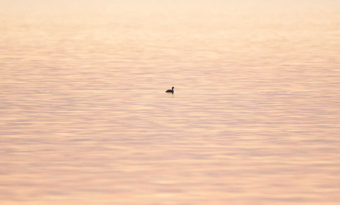 Grèbe à cou noir - Hérault - Mars 2023