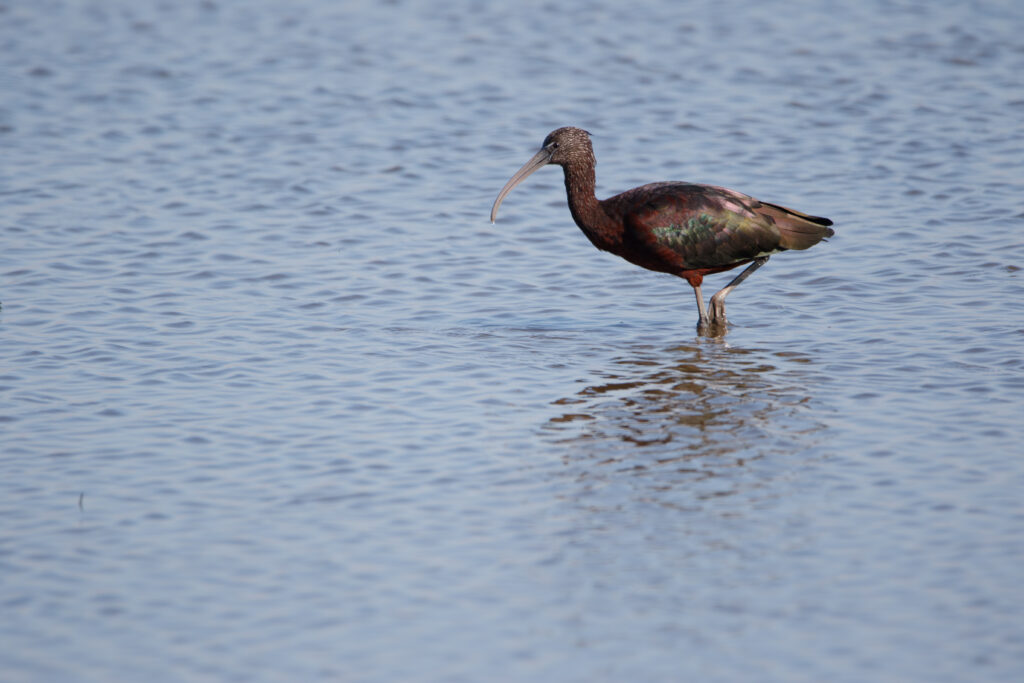 Ibis falcinelle (Plegadis falcinellus - Glossy Ibis) Miranda