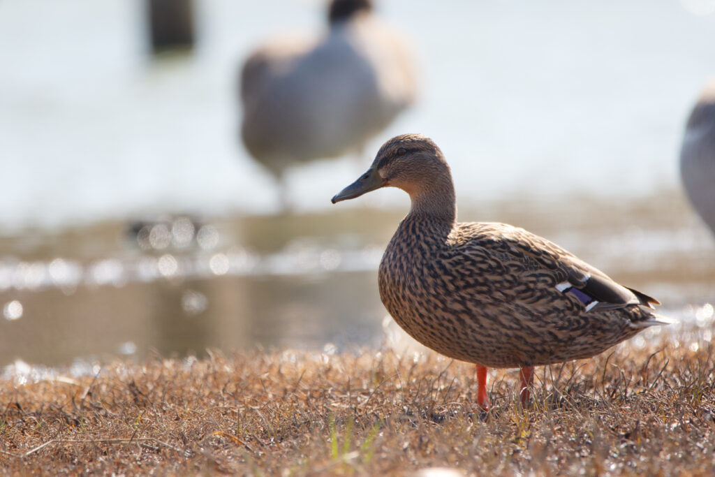 Canard colvert (Anas platyrhynchos - Mallard)
