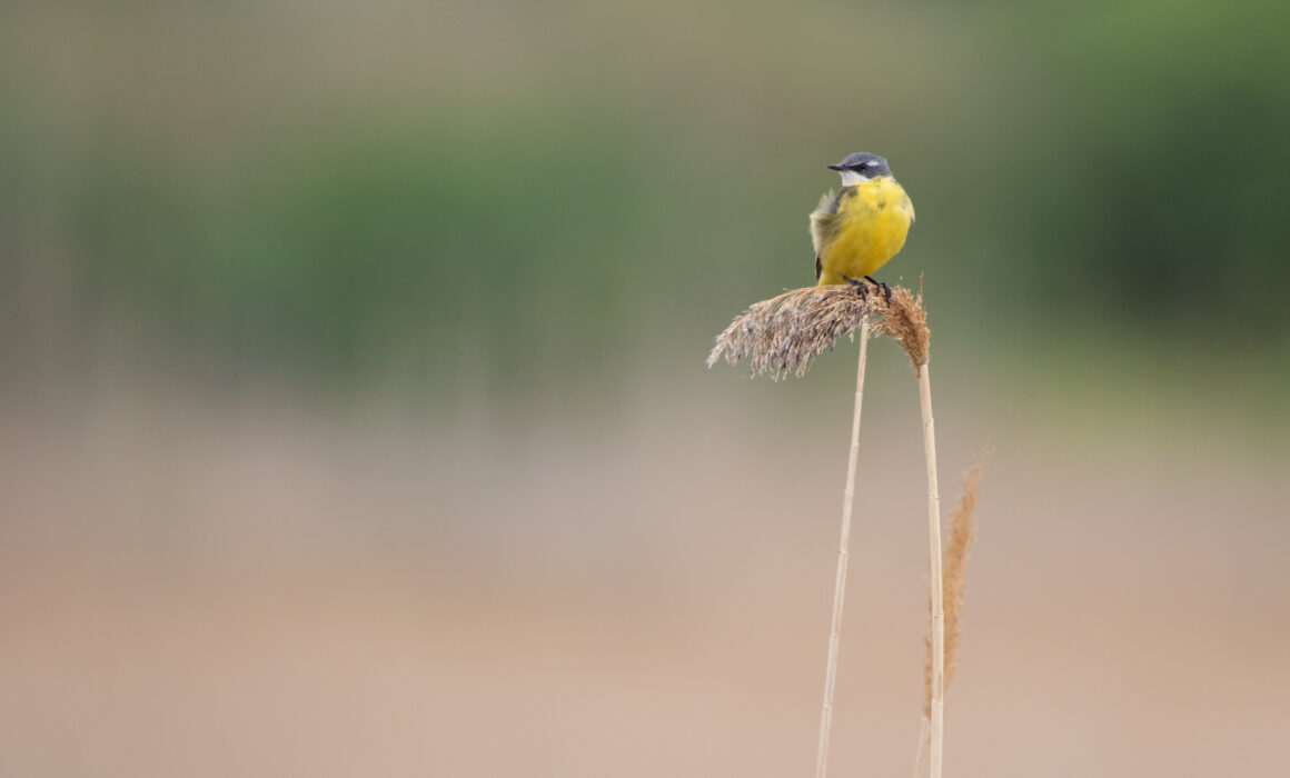 Bergeronnette printanière - Salses le Château - Mai 2023