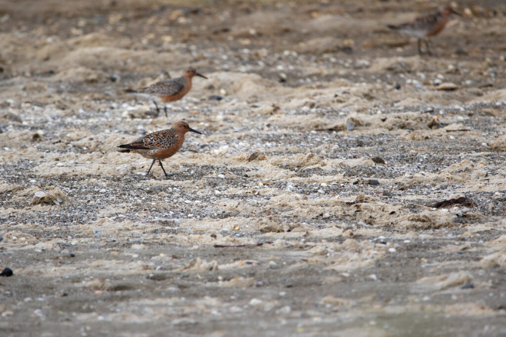 Bécasseau maubèche (Calidris canutus - Red Knot)