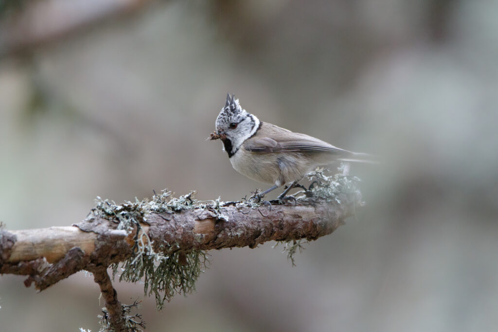 Mésange huppée (Lophophanes cristatus - Crested Tit) - Puyvalador - Mai 2023