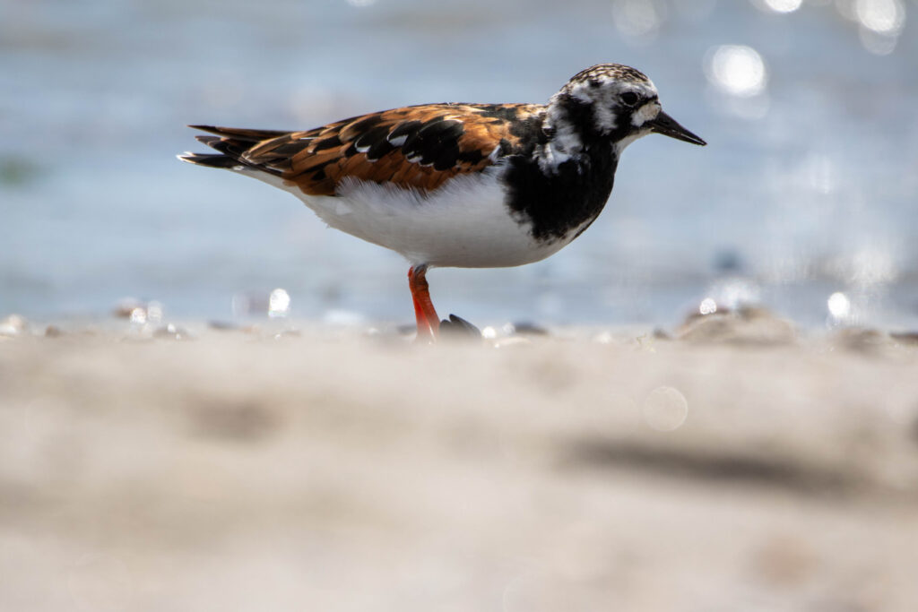 tournepierre à collier (Arenaria interpres - Ruddy Turnstone)