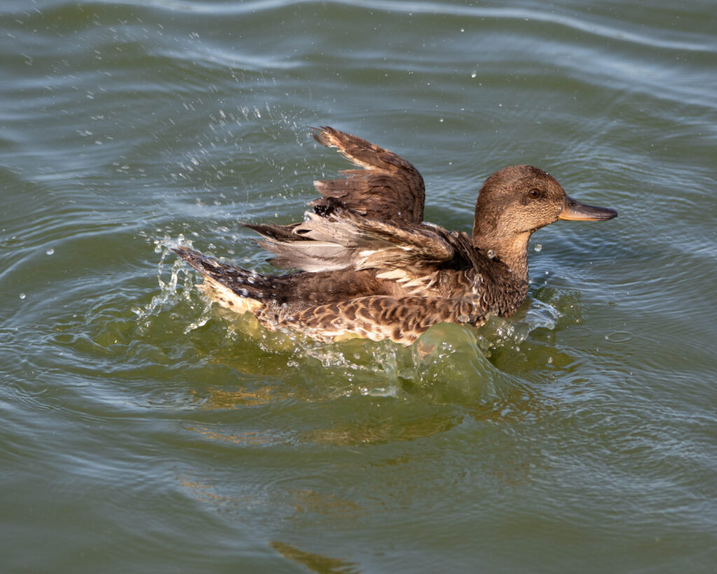 canard colvert (Anas platyrhynchos - Mallard)