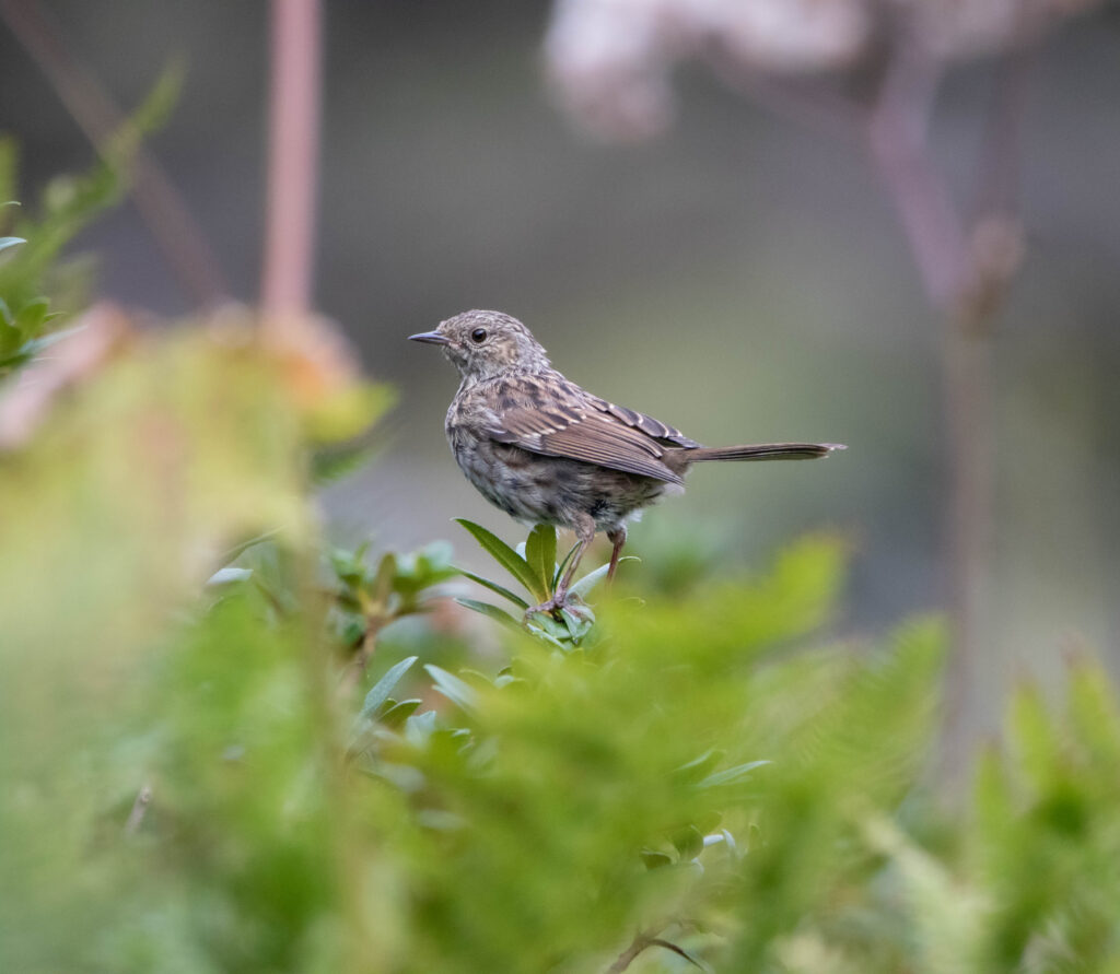 accenteur mouchet (Prunella modularis - Dunnock)