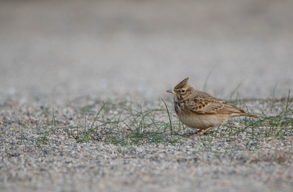 Cochevis huppé - Canet en Roussillon - Novembre 2023