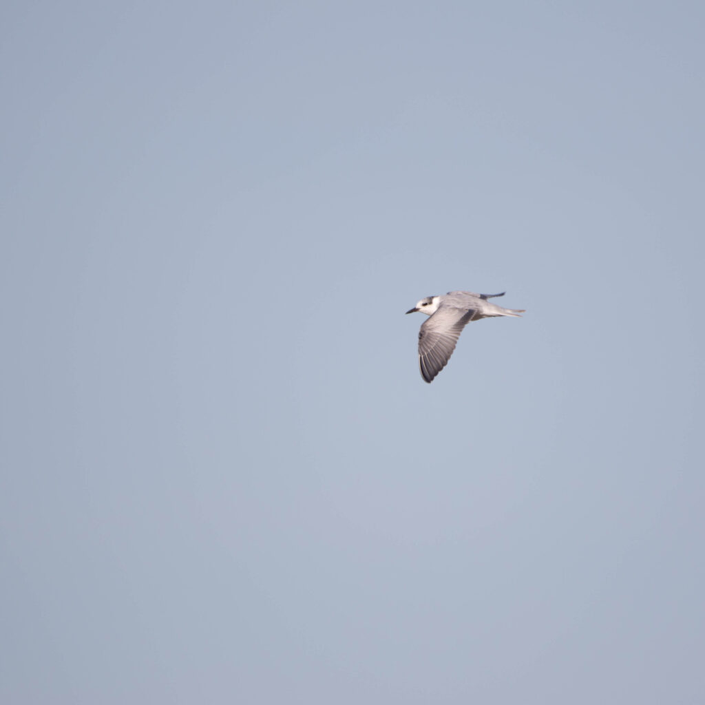 Guifette moustac (Chlidonias hybrida - Whiskered Tern)