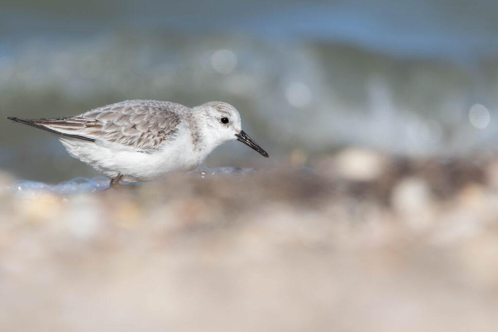 Bécasseau sanderling 4 - La Palme - Décembre 2023