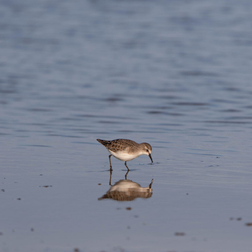 Bécasseau minute 2 - Gruissan - Décembre 2023