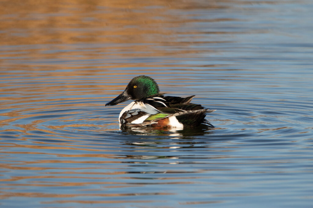 Canard souchet 5 - Aiguamolls - Décembre 2023