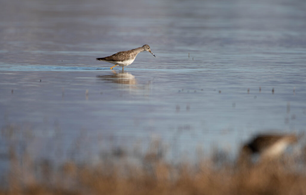 chevalier à pattes jaunes (Tringa flavipes - Lesser Yellowlegs)