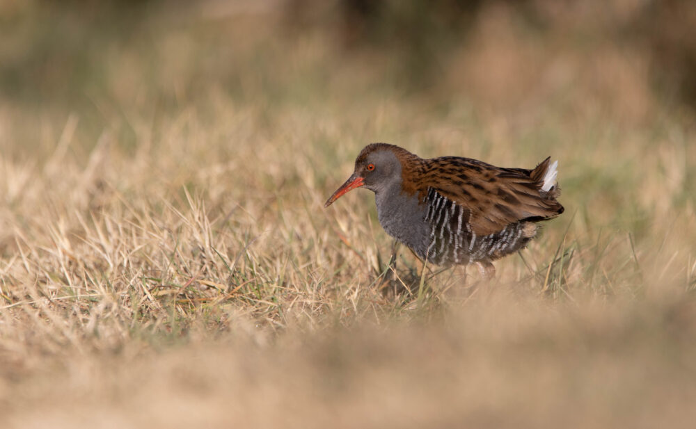 Râle d'eau 2 - Aiguamolls - Décembre 2023