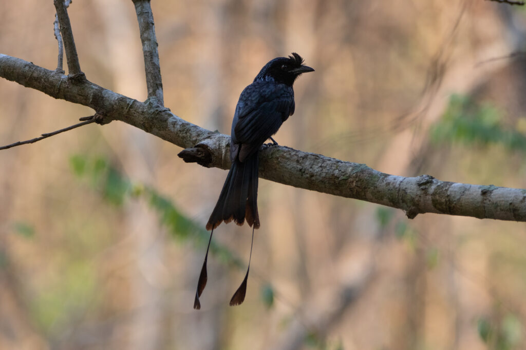 Drongo à raquettes (Dicrurus paradiseus - Greater Racket-tailed Drongo) - Baan Maka
