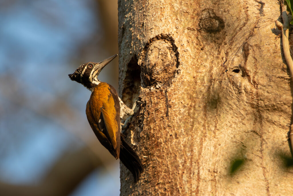Pic de Tickell (Chrysocolaptes guttacristatus - Greater Flameback)