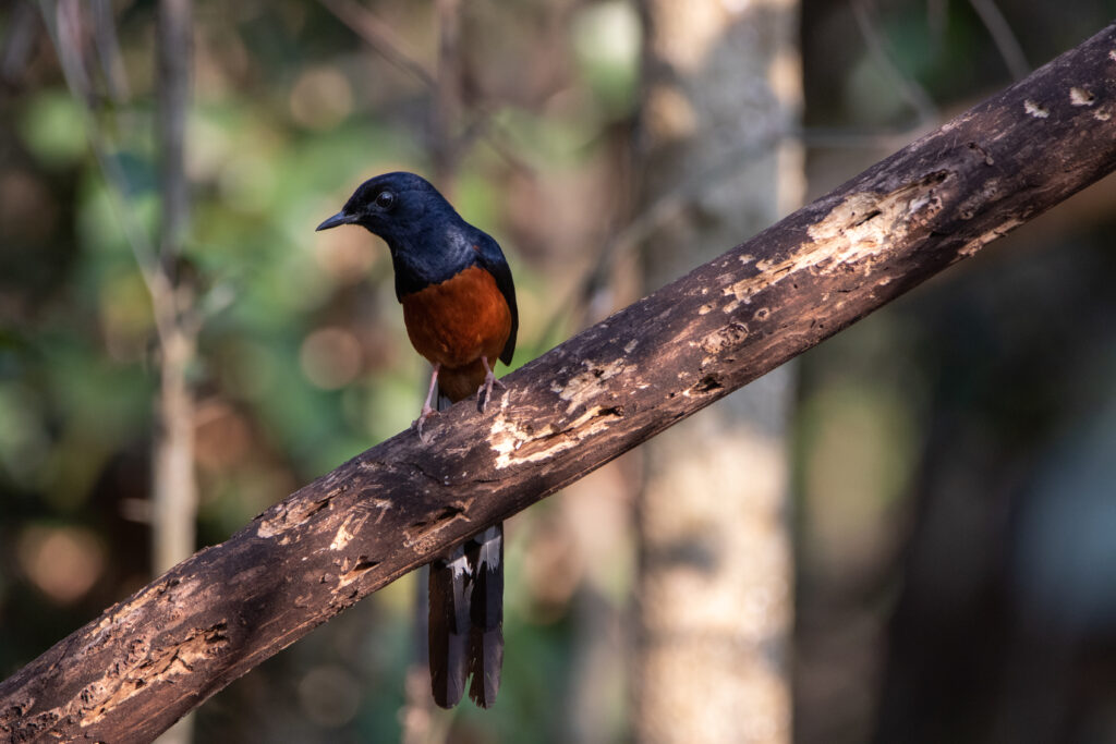 Shama à croupion blanc (Copsychus malabaricus - White-rumped Shama) - Baan Maka