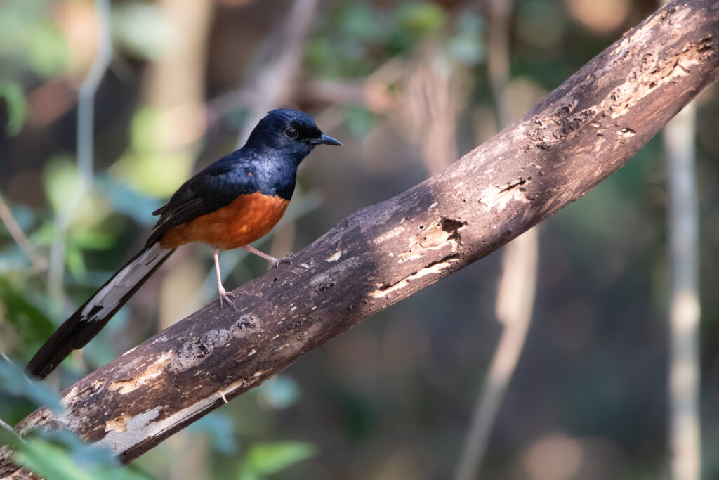 Shama à croupion blanc (Copsychus malabaricus - White-rumped Shama)