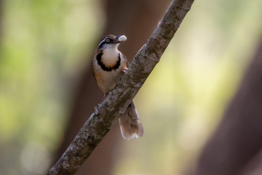 Garrulaxe à collier (Garrulax monileger - Lesser Necklaced Laughingthrush) - Baan Maka