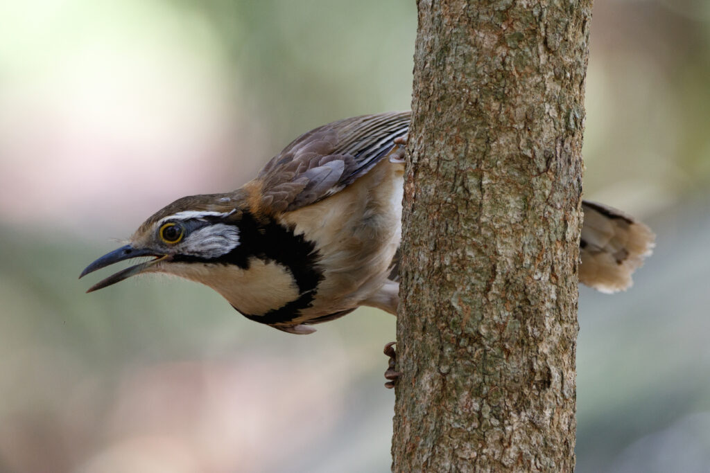 Garrulaxe à plastron (Pterorhinus pectoralis - Greater Necklaced Laughingthrush)