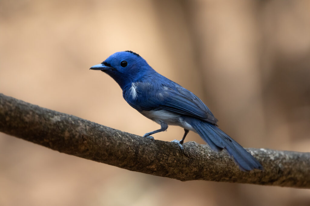 Tchitrec azuré (Hypothymis azurea - Black-naped Monarch) - Baan Maka