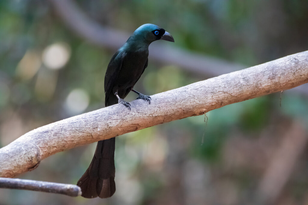 Témia bronzé (Crypsirina temia - Racket-tailed Treepie)