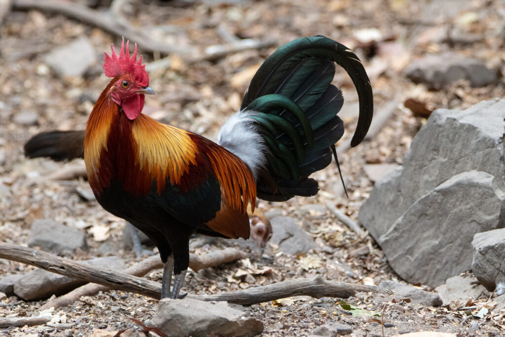 Coq banqiva (Gallus gallus - Red Junglefowl)