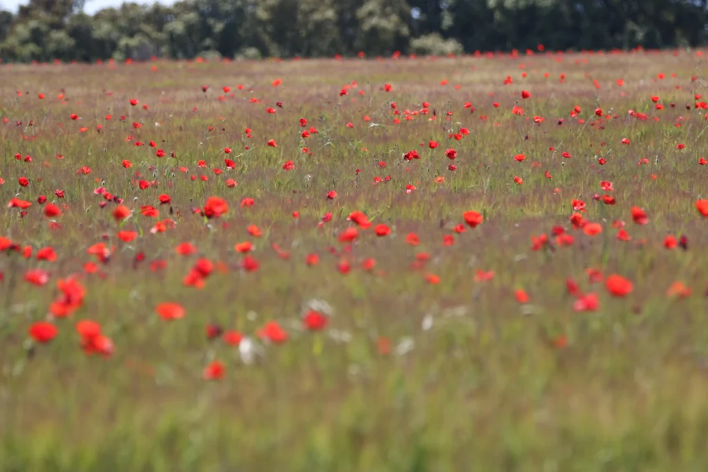 Champs coquelicots 1