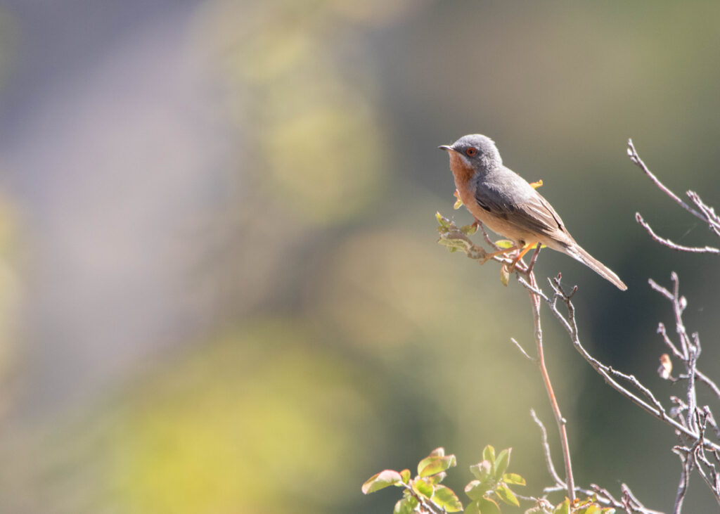 Fauvette passerinette - Sierra de Guara - Mai 2024